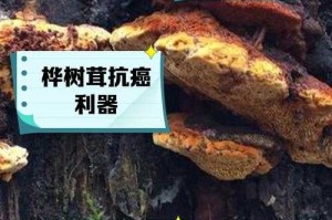桦树茸的8大功效与作用，抗癌降糖效果惊人