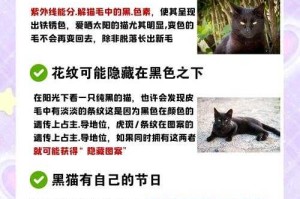 初学者指南：解锁黑猫之梦的秘密