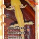 魔法饲料喂蝾螈会变胖吗？