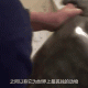 全球仅存一只的珍稀动物：揭秘世界上最孤独的生物