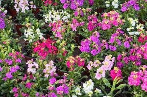 千种花卉名称图片：精彩纷呈的百花园大全