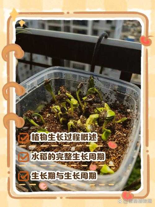 《一颗豆子如何长成参天大树?揭秘植物生长的神奇过程》