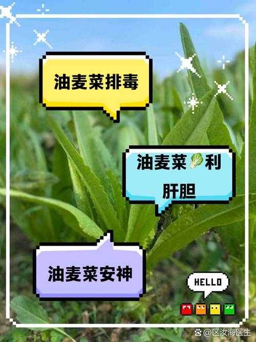 油麦菜2025亲戚分类与搭配指南