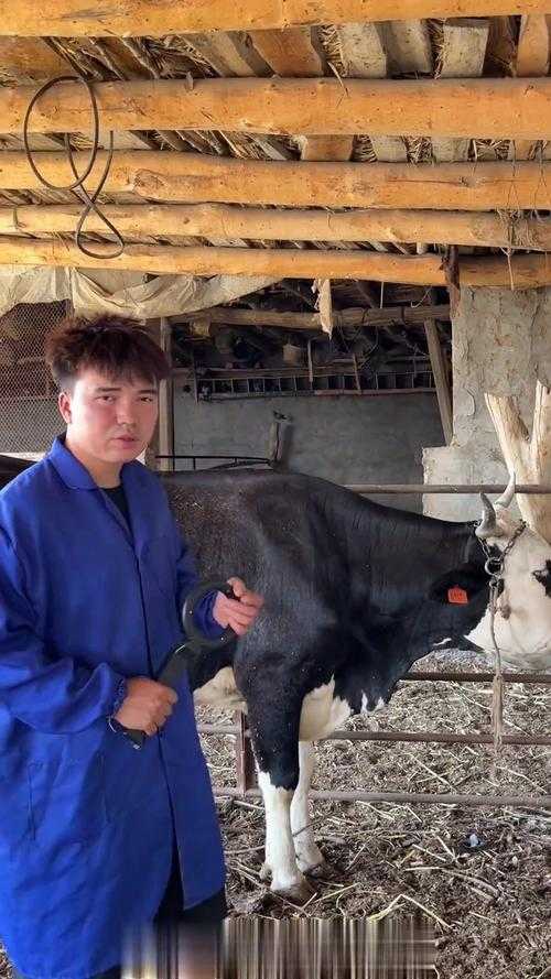 新手上路,掌握基础养牛技巧