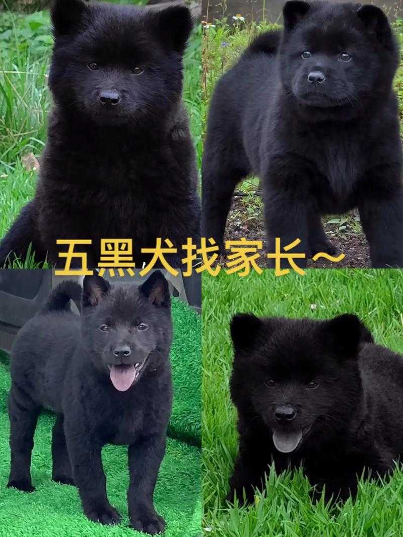 《五黑犬一般人不敢养的5大原因,看完你还敢养吗?》