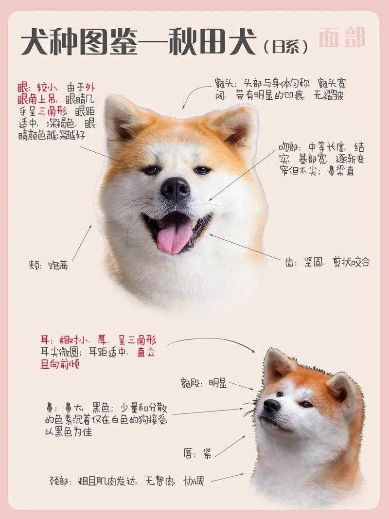 2025凌云诺秋田犬捕捉全攻略