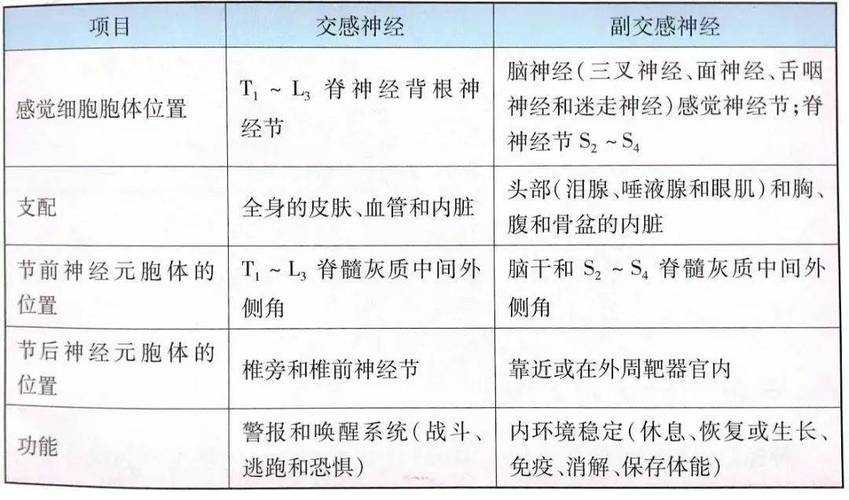 自主神经系统的功能与作用解析