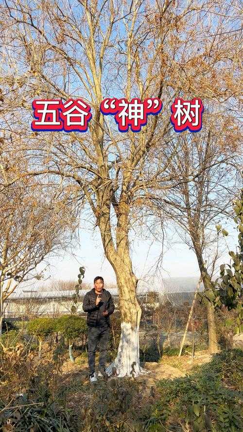 五谷树简介:特征、用途及生长环境全解析