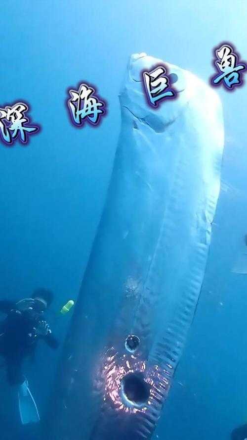 探索深海巨兽:罕见皇带鱼图片揭秘高清实拍欣赏