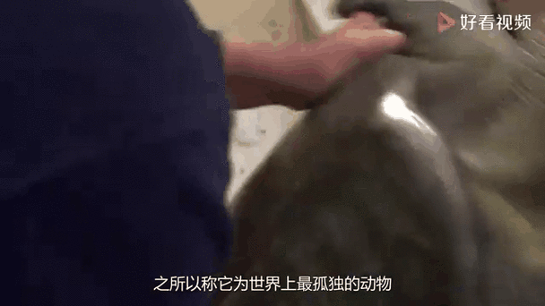 全球仅存一只的珍稀动物:揭秘世界上最孤独的生物