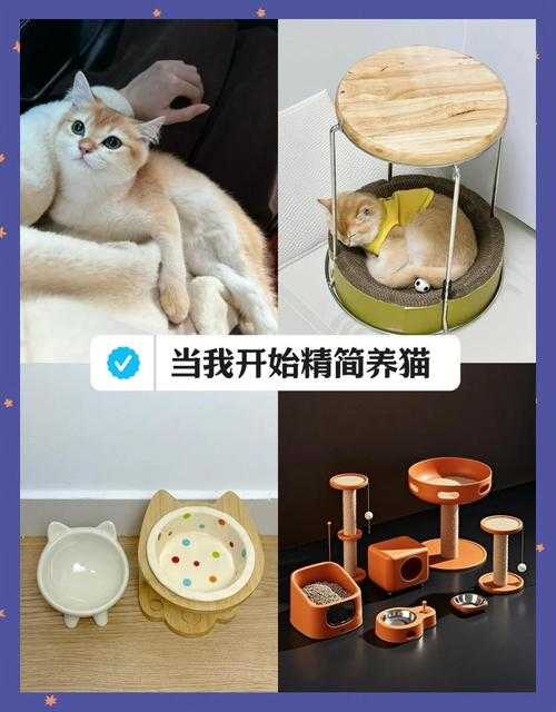 2025年养猫人必看 给毛孩子的全方位宠爱指南