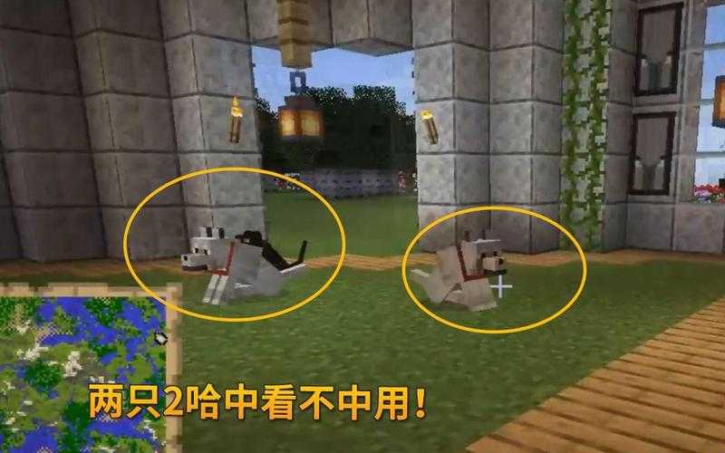 我的世界二哈与呆呆的区别,我的,它们 呆呆