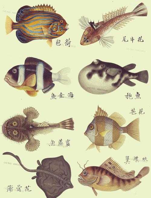探索海洋宝藏:百种常见海鱼图谱,如何识别与了解它们?