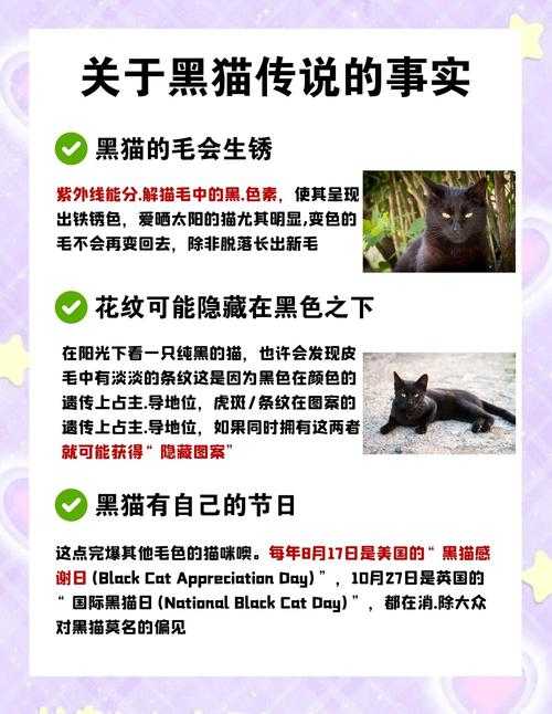 初学者指南:解锁黑猫之梦的秘密