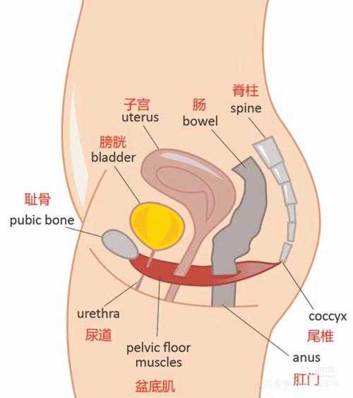 50+女性盆底肌科学养护指南:自然焕活策略与年轻活力重塑