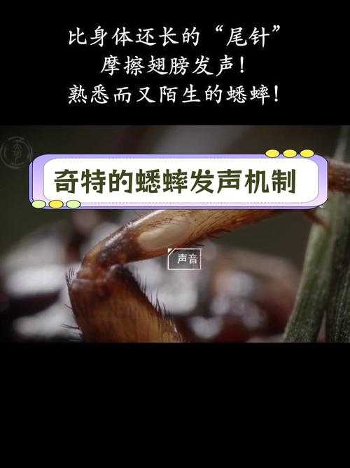 蟋蟀发出声音的技巧是什么?