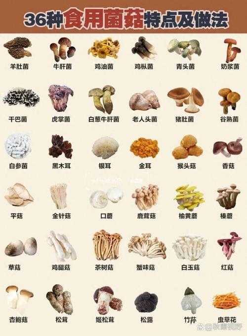 100种常见菇类特征及食用方法?如何识别与烹饪这些美味菌菇?