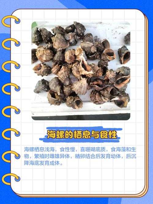 海螺种类欣赏:海螺图片集合与价格解析